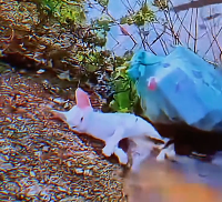 N2412068 soggy kitten meets its heroes One girl.one dog #help #fyp #move #an