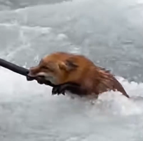 N2412069 Rescued fox.#rescue #fyp #fox #animals