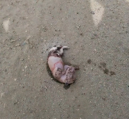 N2412070 Rescued newborn puppy then..#fyp #puppy #cute #maltese #rescue