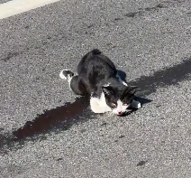 N2412071 Found kitten after car accident..and then happened #rescue