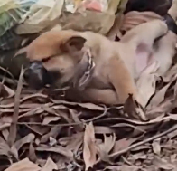 N2412072 Rescue puppy legs #rescue #rescueanimals #fyp #animals #dog #d