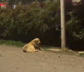 N2412073 rescued an abandoned Golden Retriever then #puppy #fyp #rescue