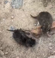 N2412074 Poor kitten.#rescue #kitten #animals #pet #adoptdontshop #kitty