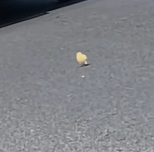 N2412075 adopted chick then..#chick #chicken #rescue #animals #fyp