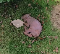 N2412076 Rescued puppy no fur cause of skin disease then #rescue