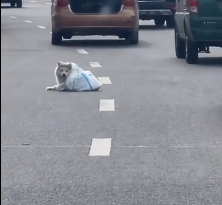 N2412077 Rescued Samoyed on road then..#rescue #puppy #samoyed #fyp