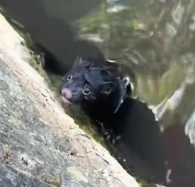 N2412078 rescued mink then..#rescue #mink #pet #animals #fyp