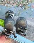 N0112041 baby raccoon asked help to save its friend then #animals #an…_part2