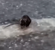 N2412079 rescued black rat in rain,and then #rescue #animals #mouse #r