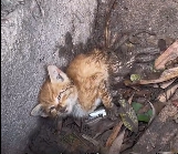 N2412080 rescued kitten struggling in dirty ditch adopted it.#kitt