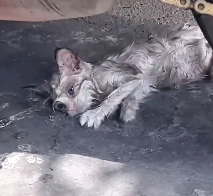 N2412081 rescued Ragdoll cat who was abandoned because it had feline diste