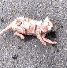 N2412082 rescued newborn kitten on my way to work.#foryou #cat #rescuecat