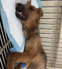 N0212040 bloated to zooming ascites survivor comeback part2