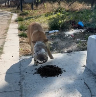 N2412083 came across puppy on road its mouth stuck in bottle. I