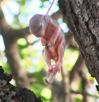 N2412084_In woods, saw newborn squirrel caught in branches. We fig