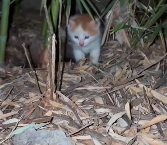 N2412085 Rescue stray cats #rescue #cute #love #helpanimals #cat #catsoftikto