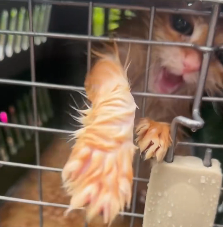 N2412086 Rescued cute cat#rescue #cute #love #cat #kittensoftiktok #catsofti