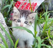 N2412087 Rescue stray cats #rescue #cute #love #helpanimals #cat #catsoftikto… (1)