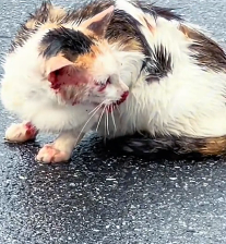 N2412088 Rescue stray cats #rescue #cute #love #helpanimals #cat #catsoftikto… (2)