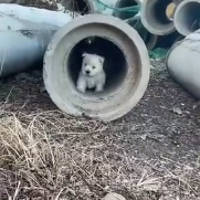 N2412089 Rescue stray dogs #rescue #cute #love #helpanimals #straydog #dog