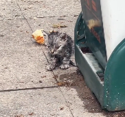 N2412090 now on, there is one less stray kitty in word #rescue #cute