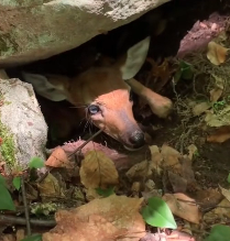 N2412091 Couple Saves Trapped Fawn Then It Follows Them Home But Not