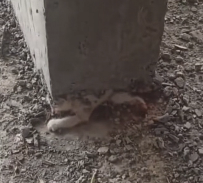 N2412092 divine miracle saves poor cat…and gives him second life…