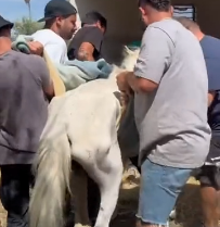 N0212039 They built her an entire little house so she could sleep standing up_part2