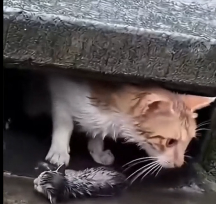 N2412093 man helps cat rescue her newborn kittens sewer…and adop