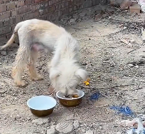 N2412094 Rescue stray dogs #rescue #cute #love #dogsoftiktok #rescueanimals