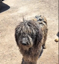 N2412095 Rescue stray dogs #rescue #cute #love #rescueanimals #trust #animals…