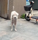 N2412096 Saving Dog Broken Heart #rescue #cute #love #rescueanimals