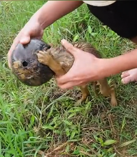 N0212038 Rescue puppy #animals #rescue #rescueanimals part2