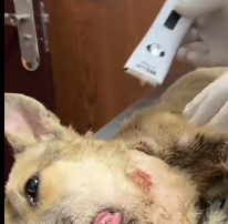 N0212037 Choke Chain to Freedom His Second Chance #animalr part2