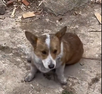 N2612014 On Way Home, Found Stray Corgi Paralysed Legs What Happe