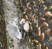 N2612015 On way home, found stray puppy had fallen into ditch#f