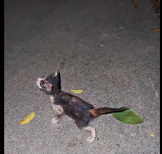 N2612016 Please love these little animals warm heart #animallover #a