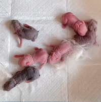 N2612017 So cute #animals #loveanimals #cute #loveyou #rabbit