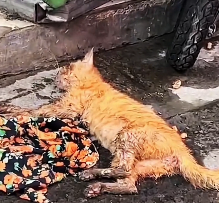 N2612018 So poor #animallover #animals #cute #ilovecats #rescueanimals #cats