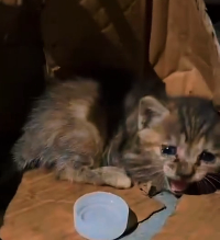 N2612019 So poor #animals #animal #loveanimals #cuteanimals #fyp #petlover #ca