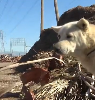 N0212036 Homeless senior dog sleeping by freeway gets rescued right before…_part2