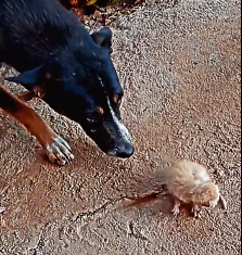 N2612020 Do you understand after watching #animals #cat #animallove