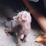 N2612021_Poor kitten looking mother #animallover #animals #cute #iloveca