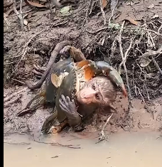 N2612022 Surprised to see monkey drinking water caught by two crappie while