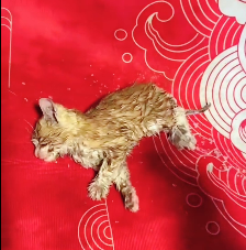 N2612024 lucky kitten saved in snowstorm#animals #animal #loveanimals #cutea