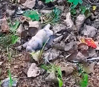 N2612025 Lovely animals #animallover #animals #rescueanimals #cute #dog #lov