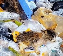 N2612026 memorable journey kitten abandoned in landfill#animals #an