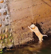 N2612027 It really needs help, are you afraid to open up #animallover #animals