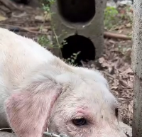 N0212035 Chain to Freedom Lab Fight Warmth #labrador #animalr…_part2