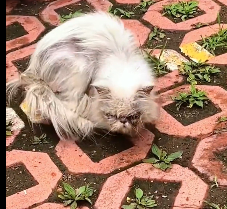 N2612029 poor stray cat#animals #loveanimals #cute #rescue #fyp #animal #cutea